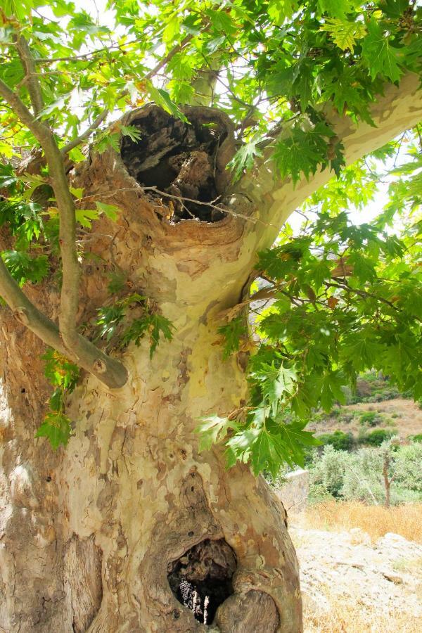 קיסאמוס Petrakis Cretan Homes מראה חיצוני תמונה