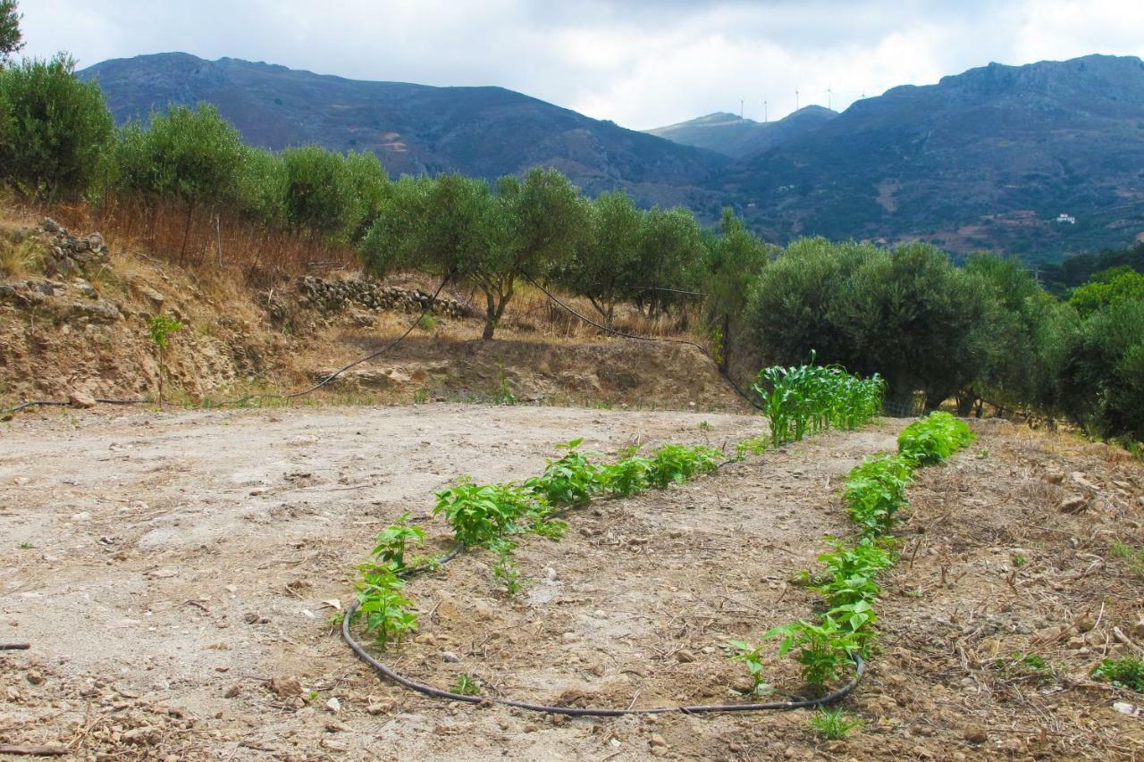 קיסאמוס Petrakis Cretan Homes מראה חיצוני תמונה