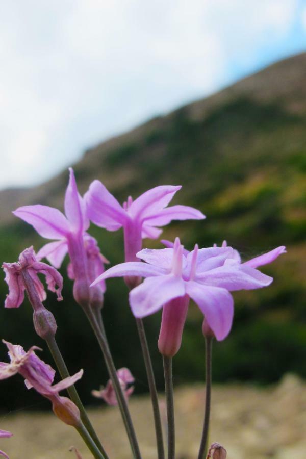 קיסאמוס Petrakis Cretan Homes מראה חיצוני תמונה